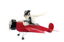 Dog Pilot Old Airplane Miniature Schnauzer