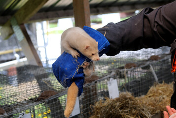 European mink cage grown on a farm for fur. Lithuania