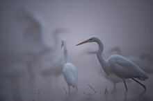 Flock Of Great Egrets In Misty Mornign