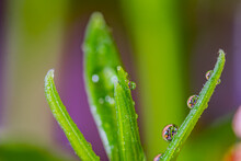 Macro Shot Of Water Drops On Oleander Leaf. Colorful Background
