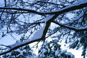 Canvas Print - Snow day in Kanazawa, 2021.