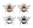 © Marina Gorskaya - Hand drawn collection of 4 bumblebees