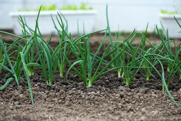 Wall Mural - Close-up of organic onion plants growng in a greenhouse - selective focus