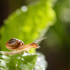 Wall Mural - Snail looks down from green leaf