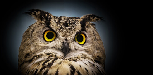 Wall Mural - A close look of the yellow eyes of a horned owl on a panoramic dark background.