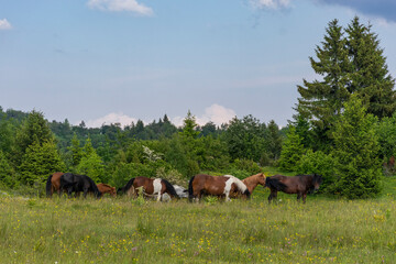 Wall Mural - horses in the meadow