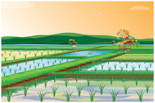 Rice Plant In Paddy Field Vector Design