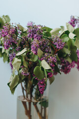 Canvas Print - Dry lilac flowers close up with blurred background