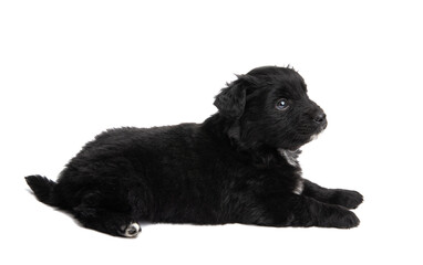 Wall Mural - black puppy isolated