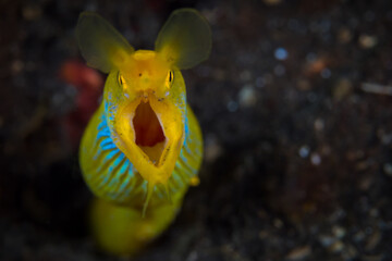  Blue and yellow ribbon eel - Rhinomuraena