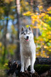 Beautiful grey female husky dog stands on felled logs in autumn forest
Portrait of a dog similar to a wolf with cut-off tree trunks