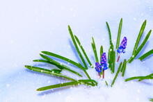 Hyacinth Flower Growing In Snow In Early Spring Forest