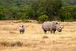 Southern white rhinoceros cow and calf (Ceratotherium simum) in Ol Pejeta Conservancy, Kenya, Africa. Near threatened species also known as Square-lipped rhino. Mother with baby animal