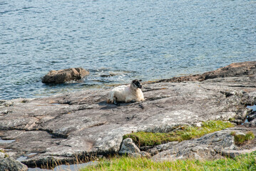 a suffolk sheep resting on the rock s on the shore of atlantic ocean, barra island, outer hebrides, 