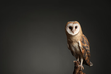 Sticker - Beautiful common barn owl on tree against grey background. Space for text