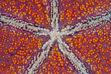 lose up detail of the texture and color of tropical starfish