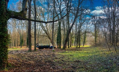 Canvas Print - Paysage en forêt