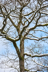 Canvas Print - arbre chene foret neige hiver