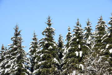 Poster - neige hiver paysage Belgique Wallonie Gaume Ardenne bois foret