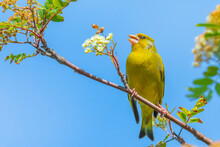 Greenfinch Chloris Chloris Bird Singing
