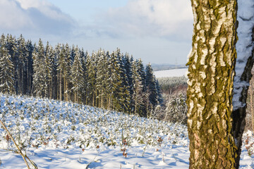 Poster - neige hiver paysage Belgique Wallonie Gaume Ardenne bois foret