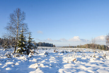 Canvas Print - neige hiver paysage Belgique Wallonie Gaume Ardenne bois foret