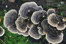 Trametes Versicolor, Commonly Called The Turkey Tail Or Turkeytail, A Bracket Fungus From Finland