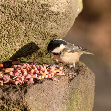 Tiny Coal Tit Feeding On Mixed Bird Food On A Stone Wall