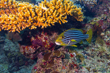 Wall Mural - Plectorhinchus vittatus the yellow indian ocean oriental sweetlips fish in colorful underwater coral reef. marine animal wildlife ocean sea background