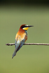 Sticker - The European bee-eater (Merops apiaster) sitting on the branch with green background