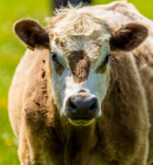 A portrait of an Ayrshire cow's face in a field in Leicestershire in springtime with defocused background