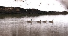 Four Geese Swim In A Line