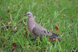 Fototapeta Londyn - pigeon on grass