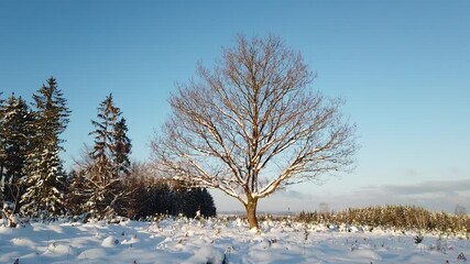 Poster - Belgique Wallonie Ardenne paysage hiver neige 