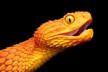 Close-up Of A Venomous Bush Viper Snake With Open Mouth