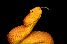 Close-up Of A Venomous Bush Viper Snake With Forked Tongue