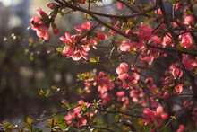 Henomeles Japanese Quince. Henomeles Bush Blooms Forsythia With Red Flowers, Spring. A Plant In A Flower Bed. Background