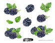 Blackberries set watercolor illustration isolated on white background