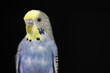 close up of male blue and yellow budgie on black background