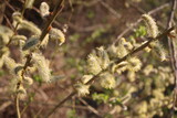 Fototapeta Tęcza - Blooming fluffy willow branches in spring close-up on nature macro