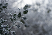 Frosted Holly Leaves In A Hedgerow