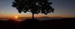 Tree during sunset pr sunrise. Tree silhouette alone in the nature