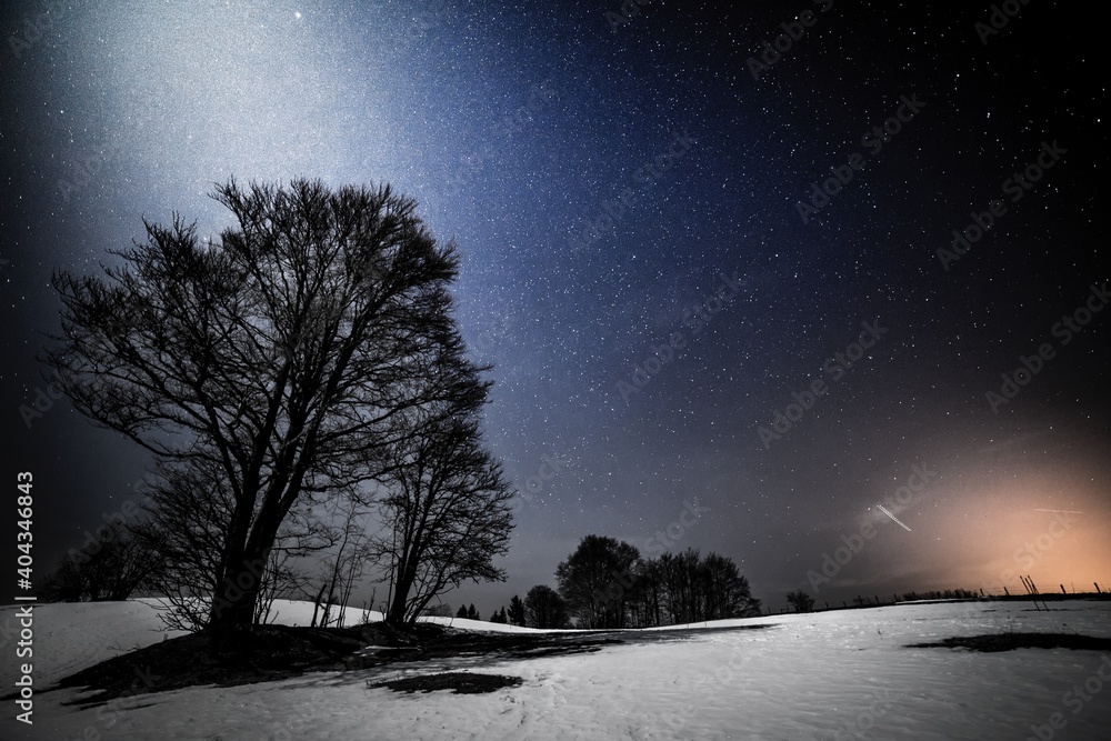 Trees On Snow Covered Landscape Against Clear Sky At Night - obrazy, fototapety, plakaty 