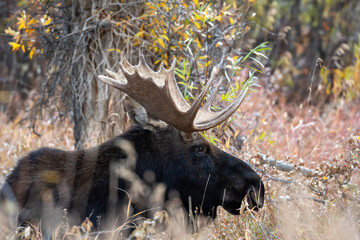 Wall Mural - Bull moose in the woods