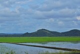 Fototapeta Na ścianę - view of rice fields near the mountain