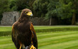 Portrait of a Peregrine falcon, undoubtedly one of Ireland's most impressive birds