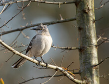 A Small Mockingbird Perches On A Tree Branch Near Her Nest