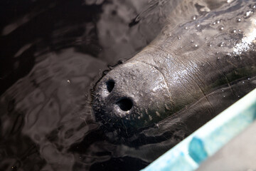 Snout of a West Indian manatee Trichechus manatus swimming in the Orange River