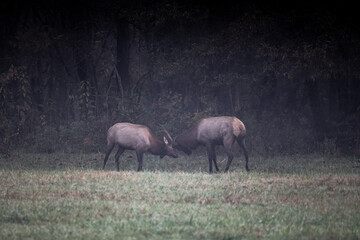 Two Young Bull Elk Spar During Rut