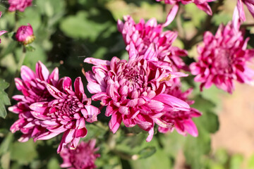 Sticker - Florist Chrysanthemum flower